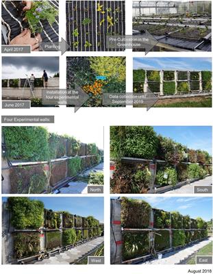 Vertical plants: Plant design of Living walls – evaluation of 34 perennials in a textile based Living wall over a three years experiment